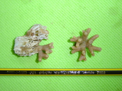 Celleporina