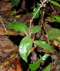 Hetaeria oblongifolia