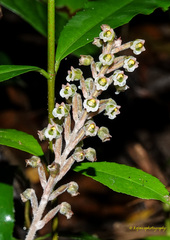 Hetaeria oblongifolia