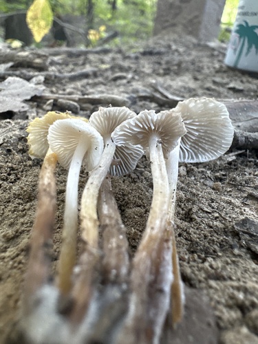 Mycena inclinata (Photo 3 of 3)