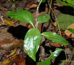 Hetaeria oblongifolia