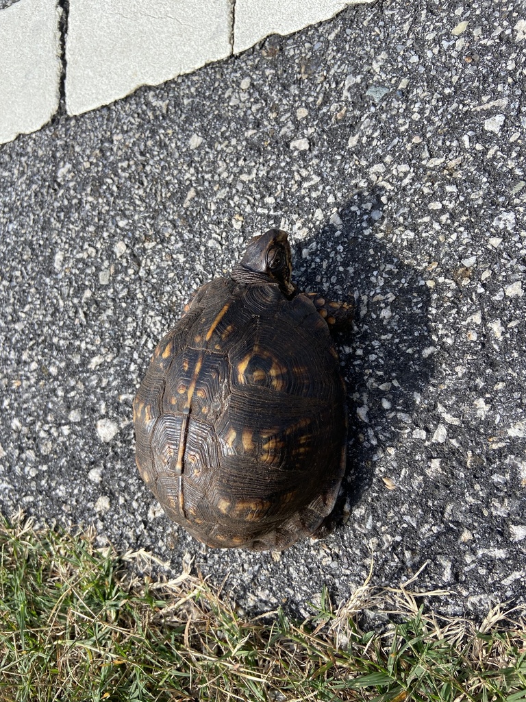 Basic Box Turtle Common Box Turtle in September 2023 by ethanroyal. AOR · iNaturalist