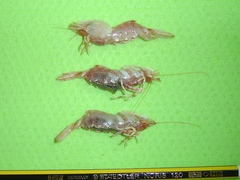 Spirontocaris spinus