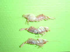 Spirontocaris spinus