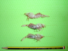 Spirontocaris spinus