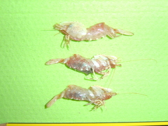 Spirontocaris spinus