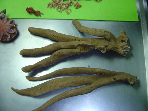 Mermaid's Glove, photo 7 of 7