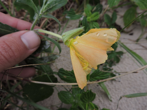 Image of Oenothera mollissima by (c) Fabrício Mil Homens Riella, some rights reserved (CC BY)