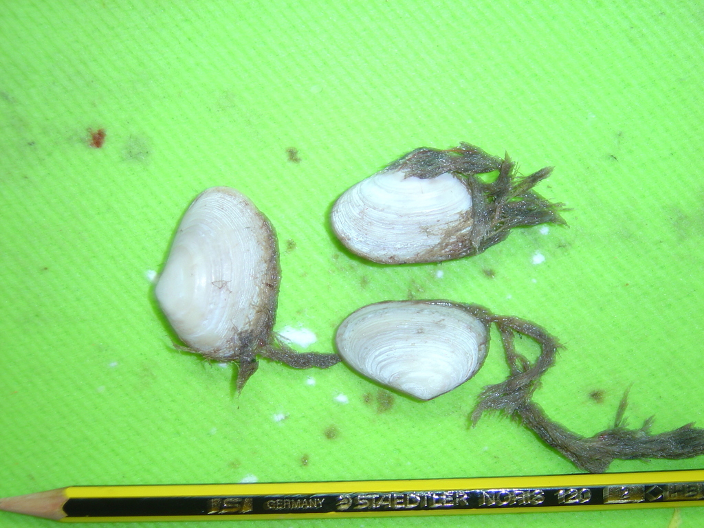 Mesodesma deauratum