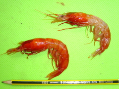 Benthoecetes bartletti