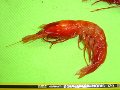 Benthoecetes bartletti