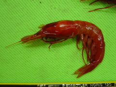 Benthoecetes bartletti