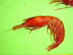Benthoecetes bartletti