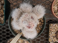Mammillaria guelzowiana