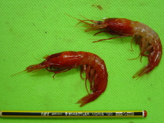 Benthoecetes bartletti