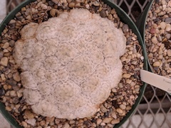 Mammillaria plumosa