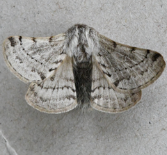 Lycia florentina