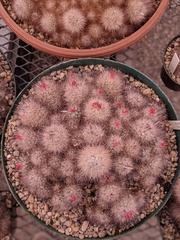 Escobaria zilziana