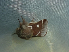 Eriogaster lanestris