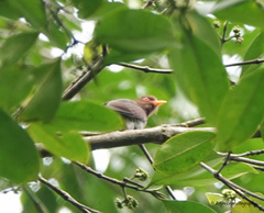 Chrysococcyx xanthorhynchus