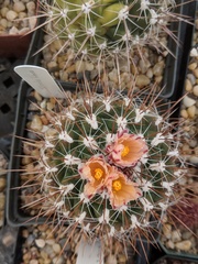 Thelocactus tulensis