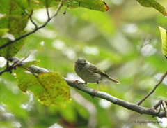 Phylloscopus reguloides