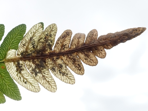 Chirosia flavipennis