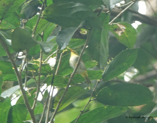 Yellow-vented Warbler (Phylloscopus cantator), photo 8