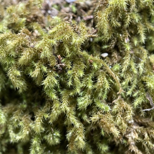 Plasteurhynchium meridionale, 2022-05-01
