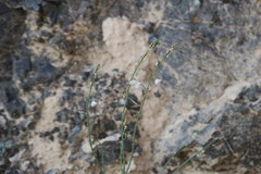 Asphodelus tenuifolius