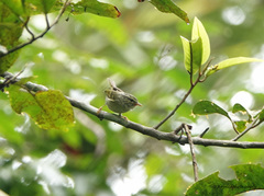 Phylloscopus reguloides