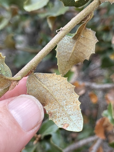 Quercus chrysolepis × palmeri