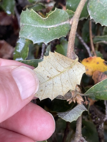 Quercus chrysolepis × palmeri