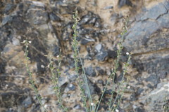 Asphodelus tenuifolius