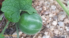 Trichosanthes scabra