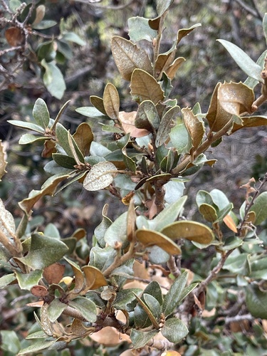 Quercus chrysolepis × palmeri