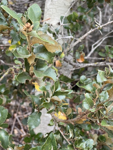 Quercus chrysolepis × palmeri