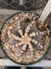 Astrophytum