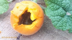 Trichosanthes scabra