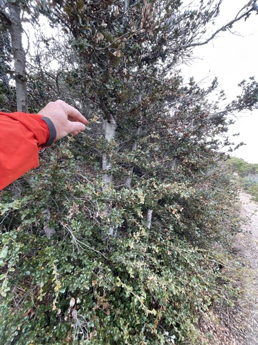 Quercus chrysolepis × palmeri