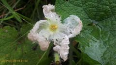 Trichosanthes scabra