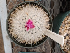 Thelocactus macdowellii