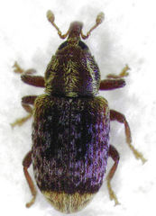 Peristoreus flavitarsis