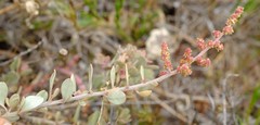 Atriplex vestita