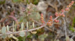 Atriplex vestita