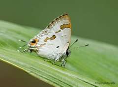 Hypolycaena othona