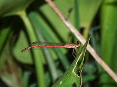 Agriocnemis clauseni