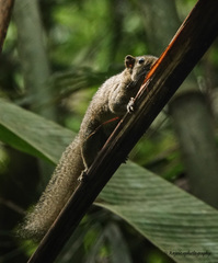 Callosciurus pygerythrus