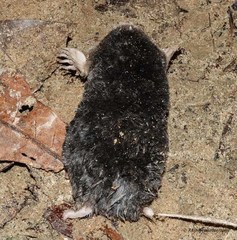 Parascaptor leucurus