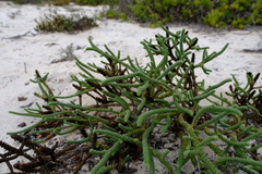 Dischisma crassum